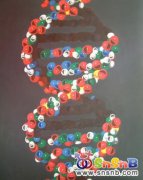 為寶寶解說(shuō)DNA與生男生女的關(guān)系